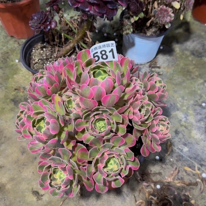 粉女郎581000000000