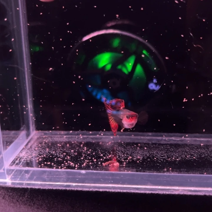 j***r孔雀鱼巨耳玻璃猫1对