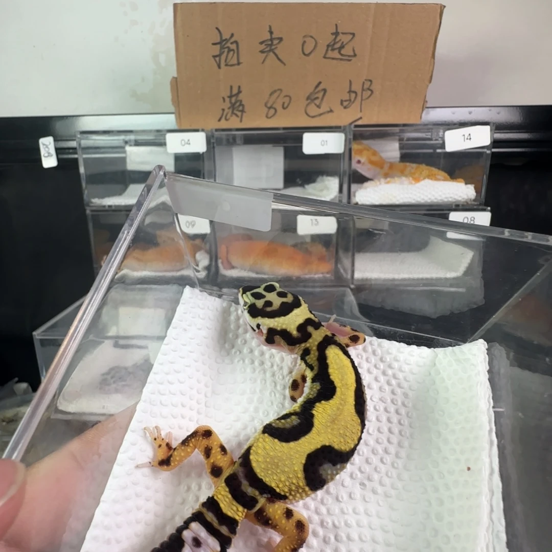 豹纹守宫土匪妹妹