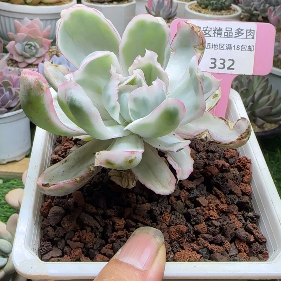 锦安精品多肉植物332