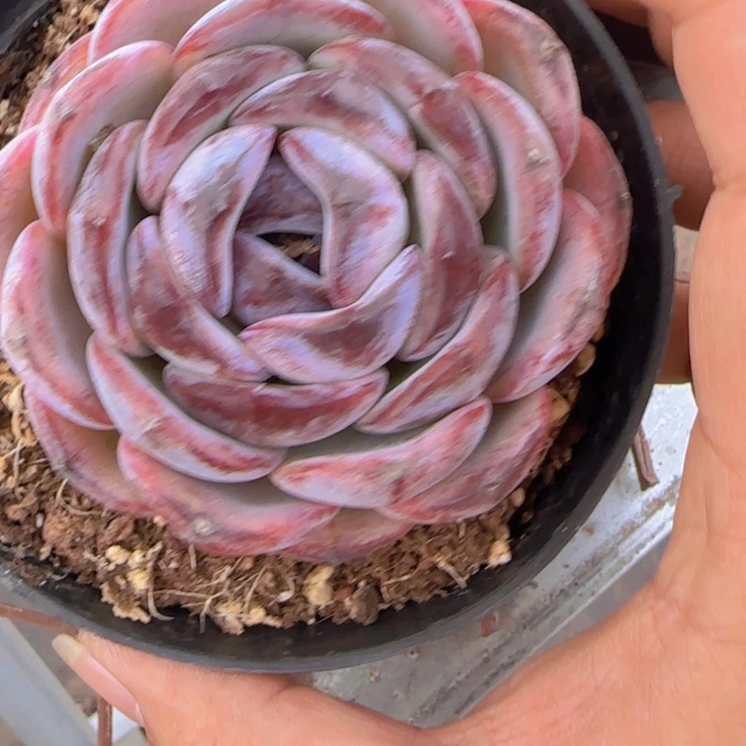 【闪购商品】正版黑橙多肉