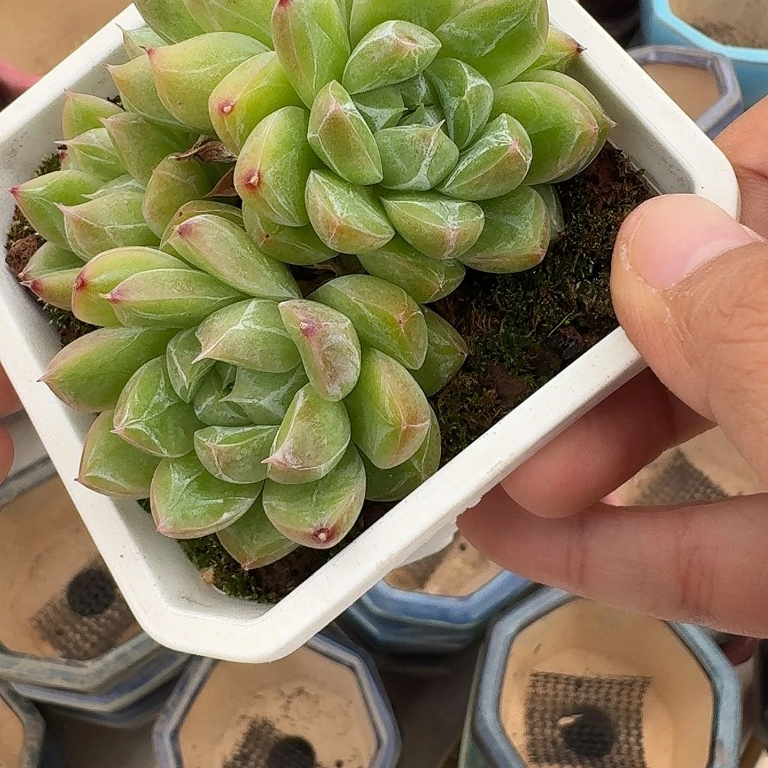 ****双心专拍宝贝宝贝宝贝宝贝宝贝