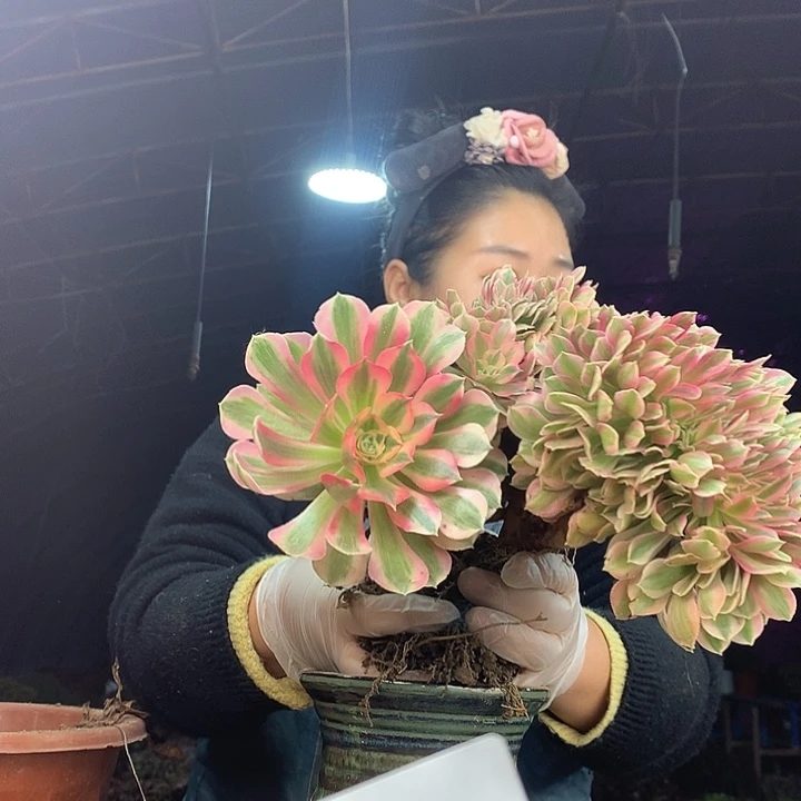 柒柒精品多肉脱土发货不包断侧枝S733