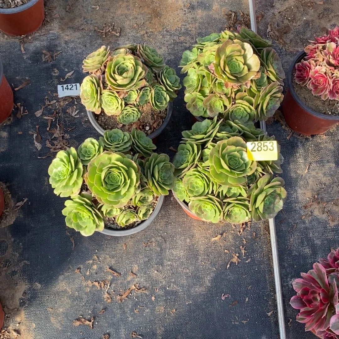 万圣夜四颗多肉法师2853