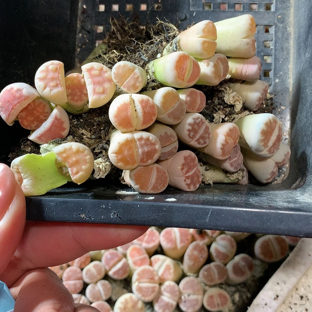 花***墨D299多肉植物保护研究所