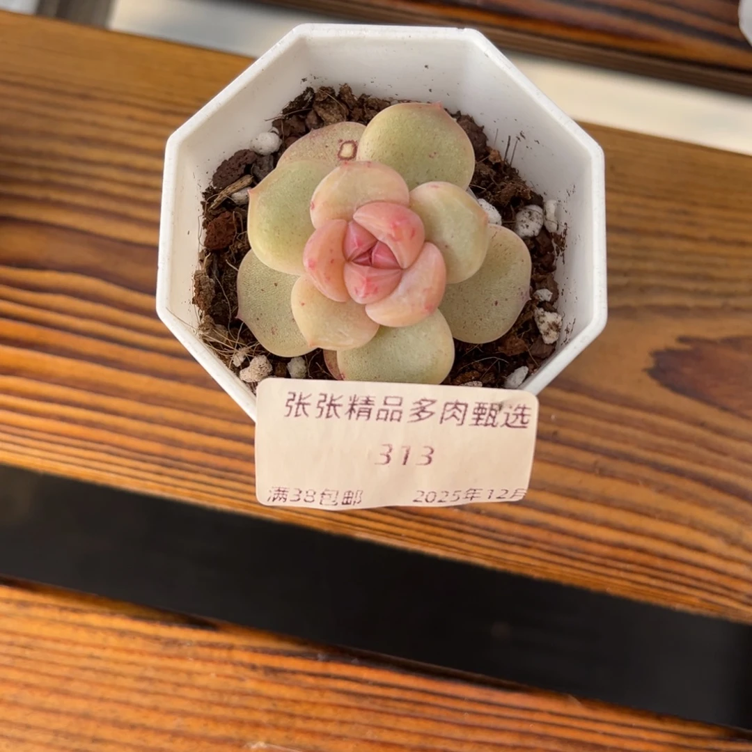 张张精品多肉甄选313