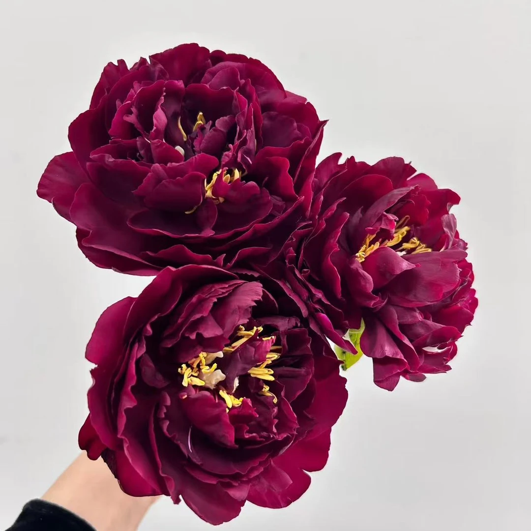 芍药（老忠诚4-5芽）现在预定，秋天发苗