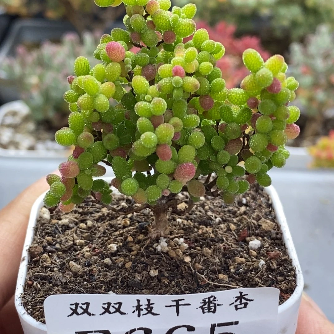 665蜜橘。