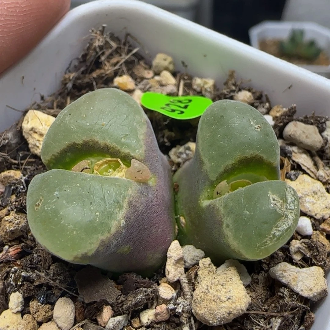 漂漂亮亮多肉植物928
