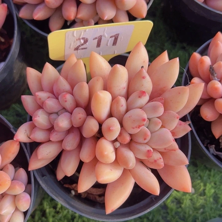 健健康康平平安安