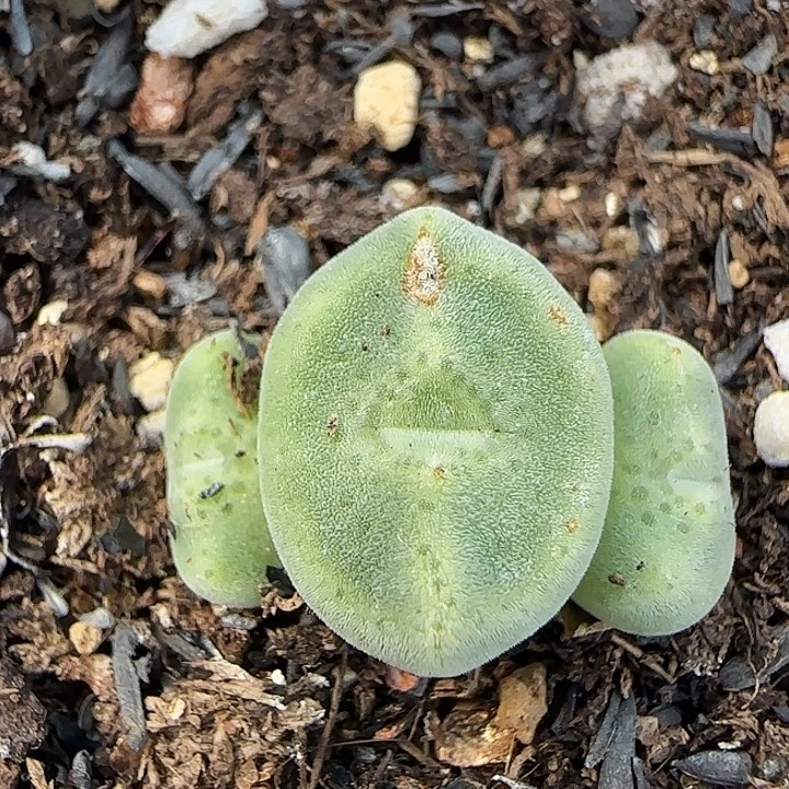 731绿豆糕绿豆糕10043