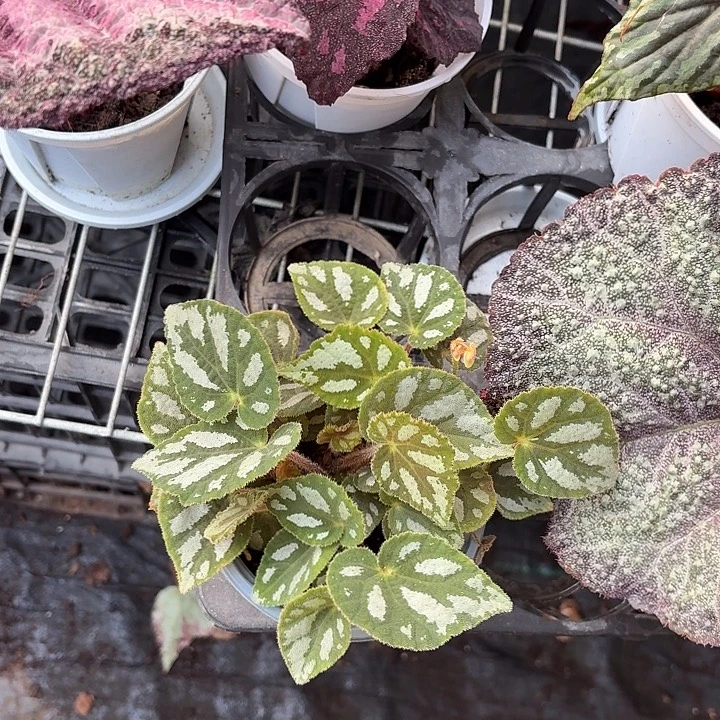 完全开放越南丝形