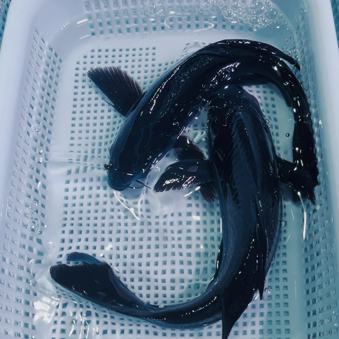 锦鲤锦鲤冷水鱼观赏