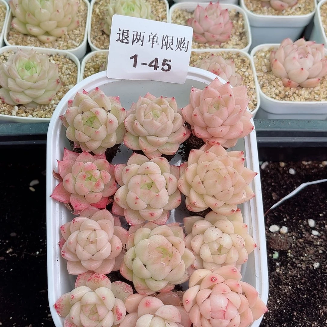 1-45 新疆西藏内蒙不发12.8包邮2-3公分