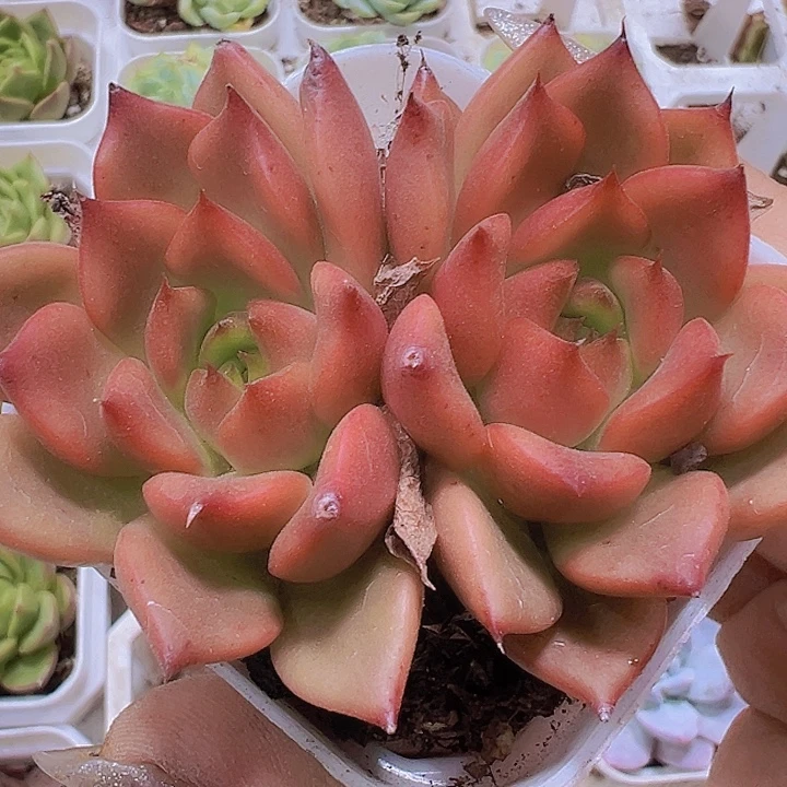 双头撒斑19包邮多肉植物
