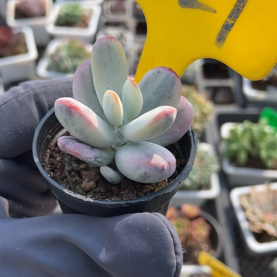 829福娘锦多肉植物