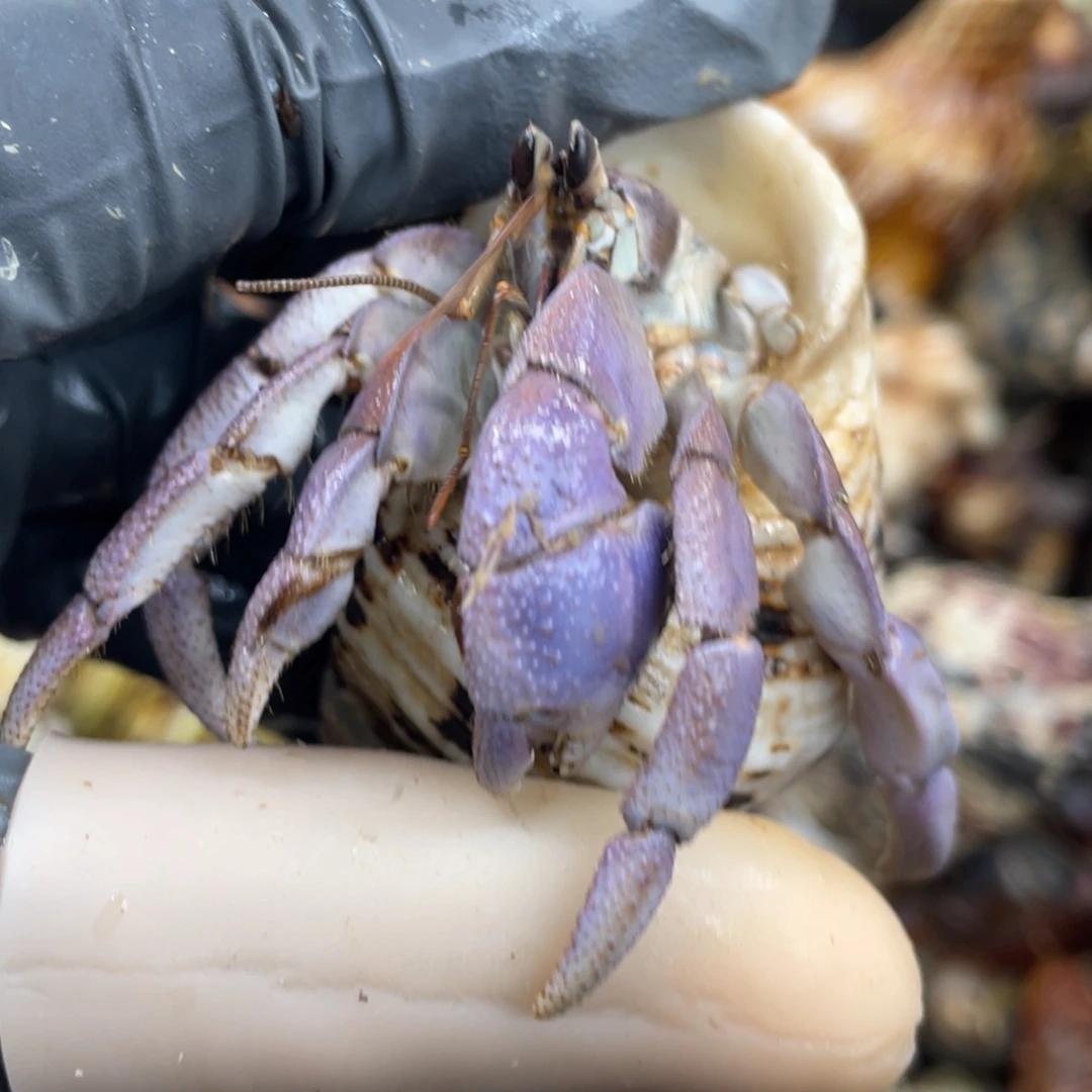 不退不换活体宠物133