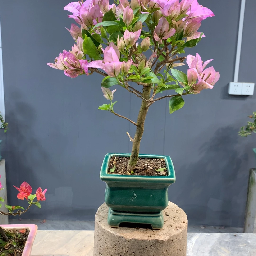 大量花朵（建议范围：8朵-15朵 或40%以上）