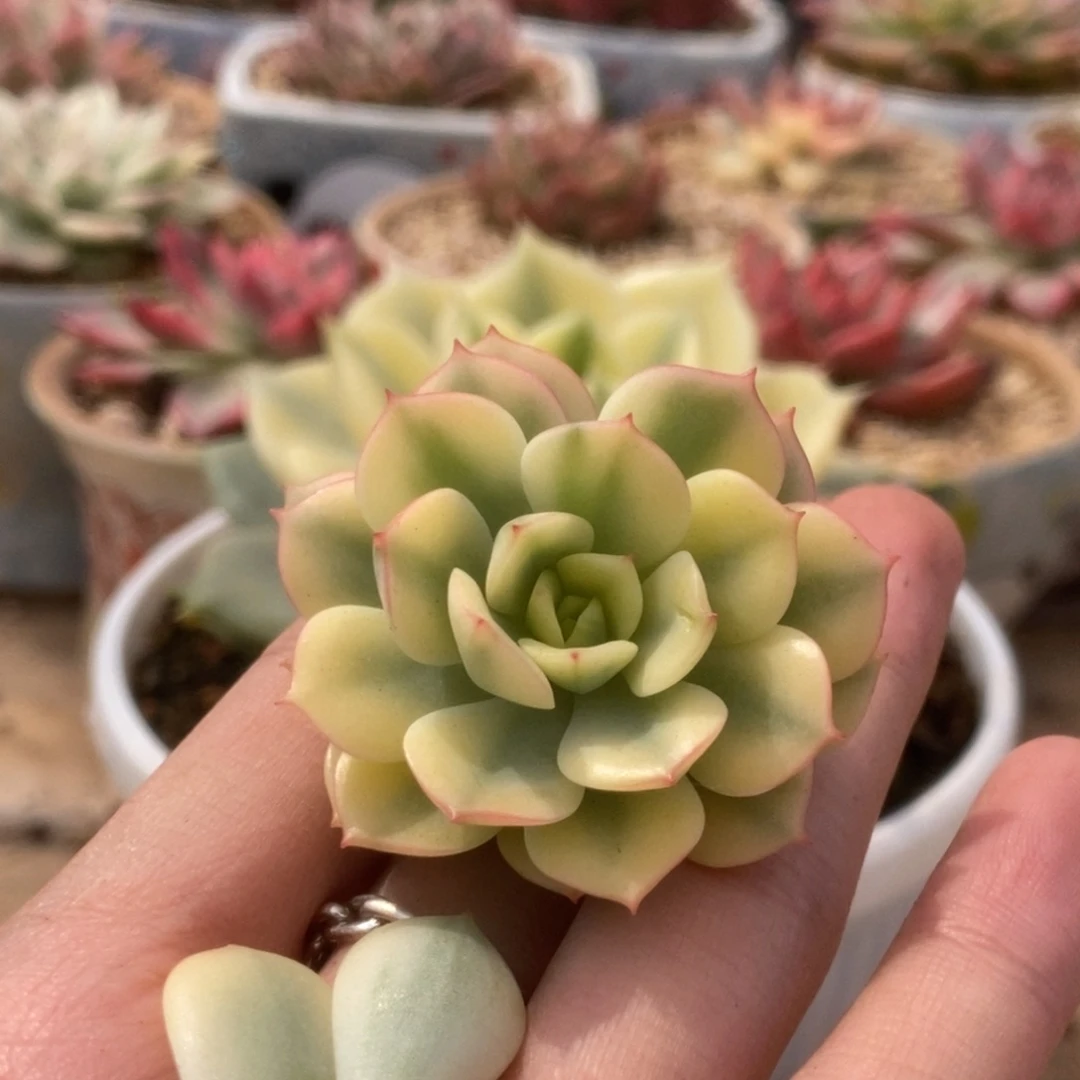 612红化妆锦锦锦锦锦锦锦