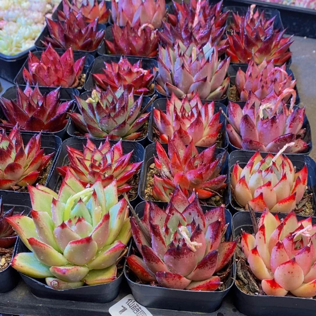 ❤*霄140多肉植物保护研究所所长助理