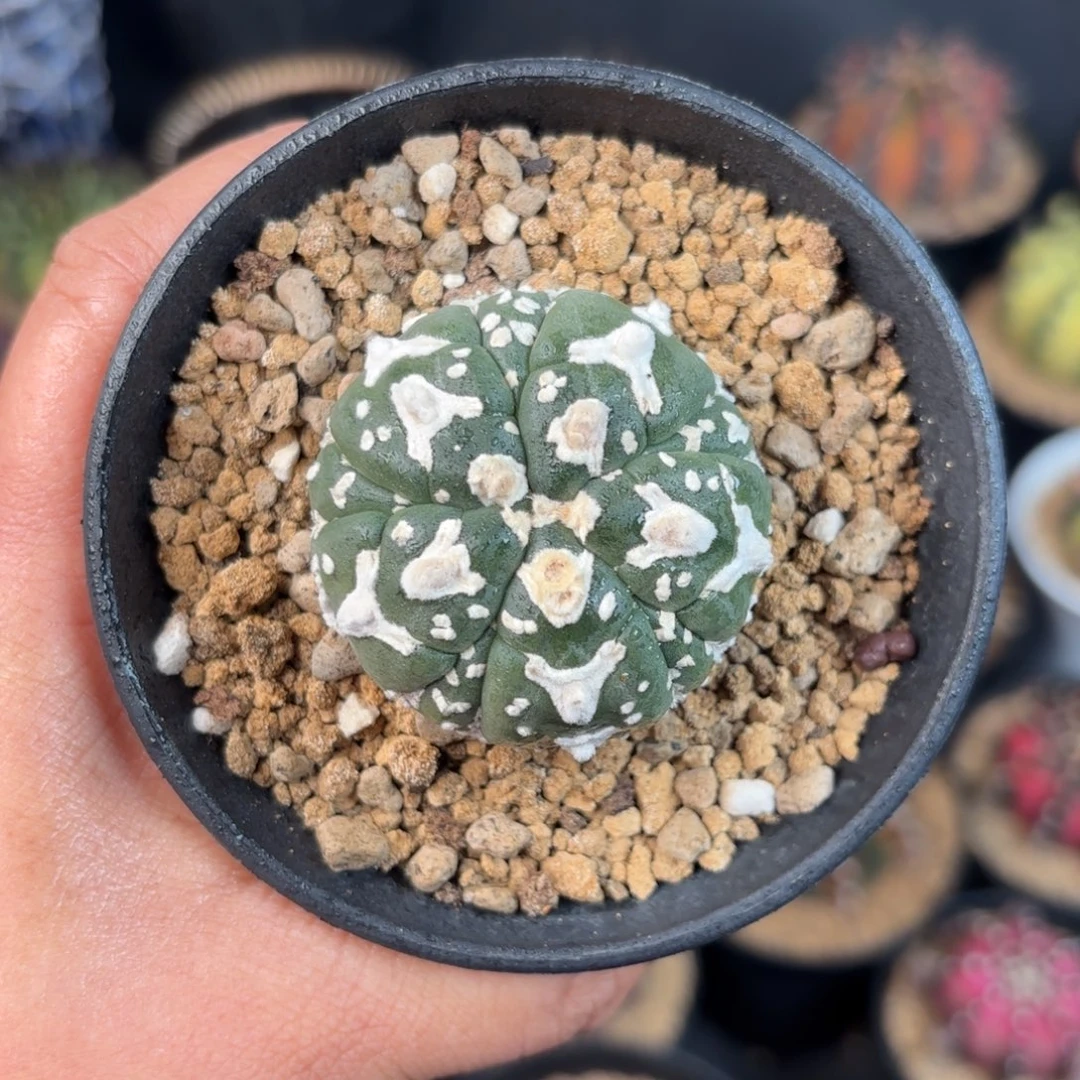 泰系米哈仙人球168实生兜