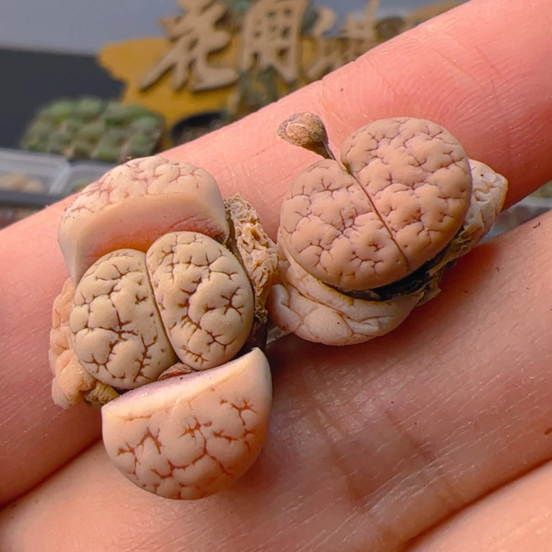 【闪购商品】0000000029