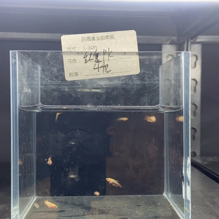 斗鱼包活不包损所见即所得060
