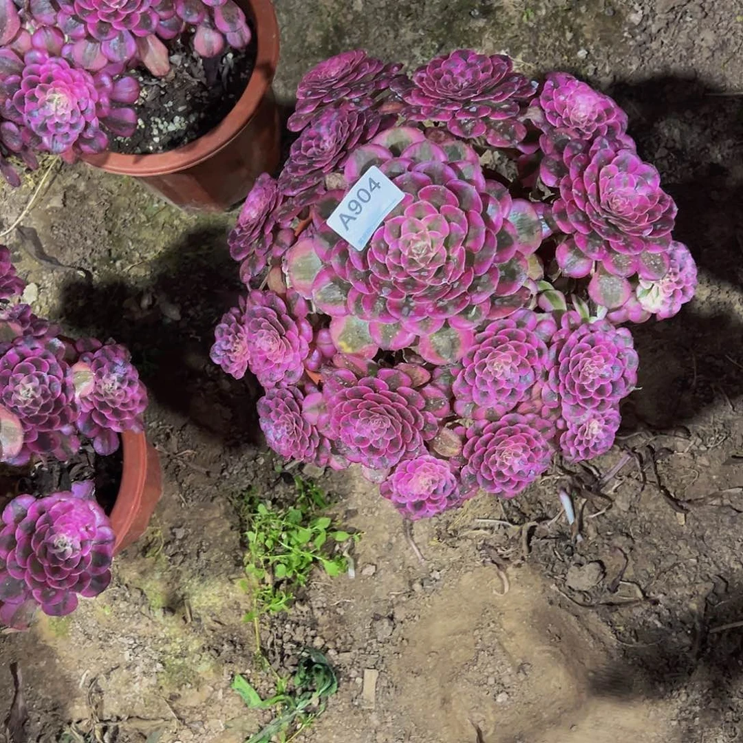 当前无花朵，栽培后可花朵红铜白多肉植物904