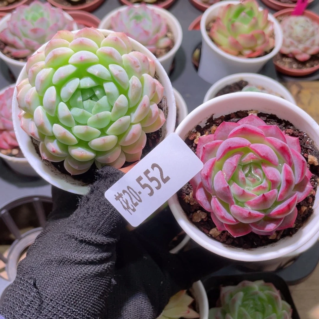 花利美20-552多肉2颗
