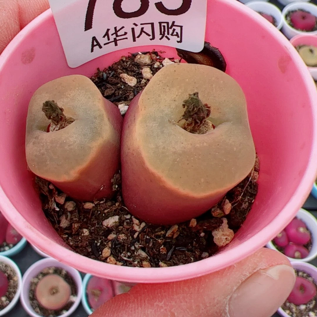 钮****花我很喜欢这个A785