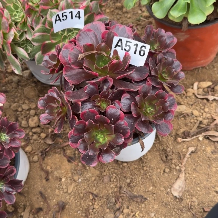 516 清棚处理不包断枝