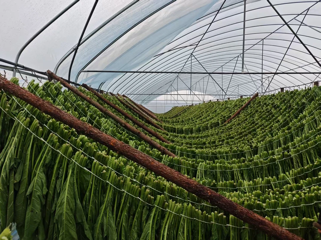 叶子两斤装大棚膜