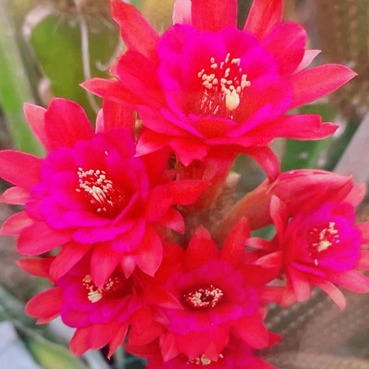 金妞 紫水晶 侧芽 8厘米 满20包邮