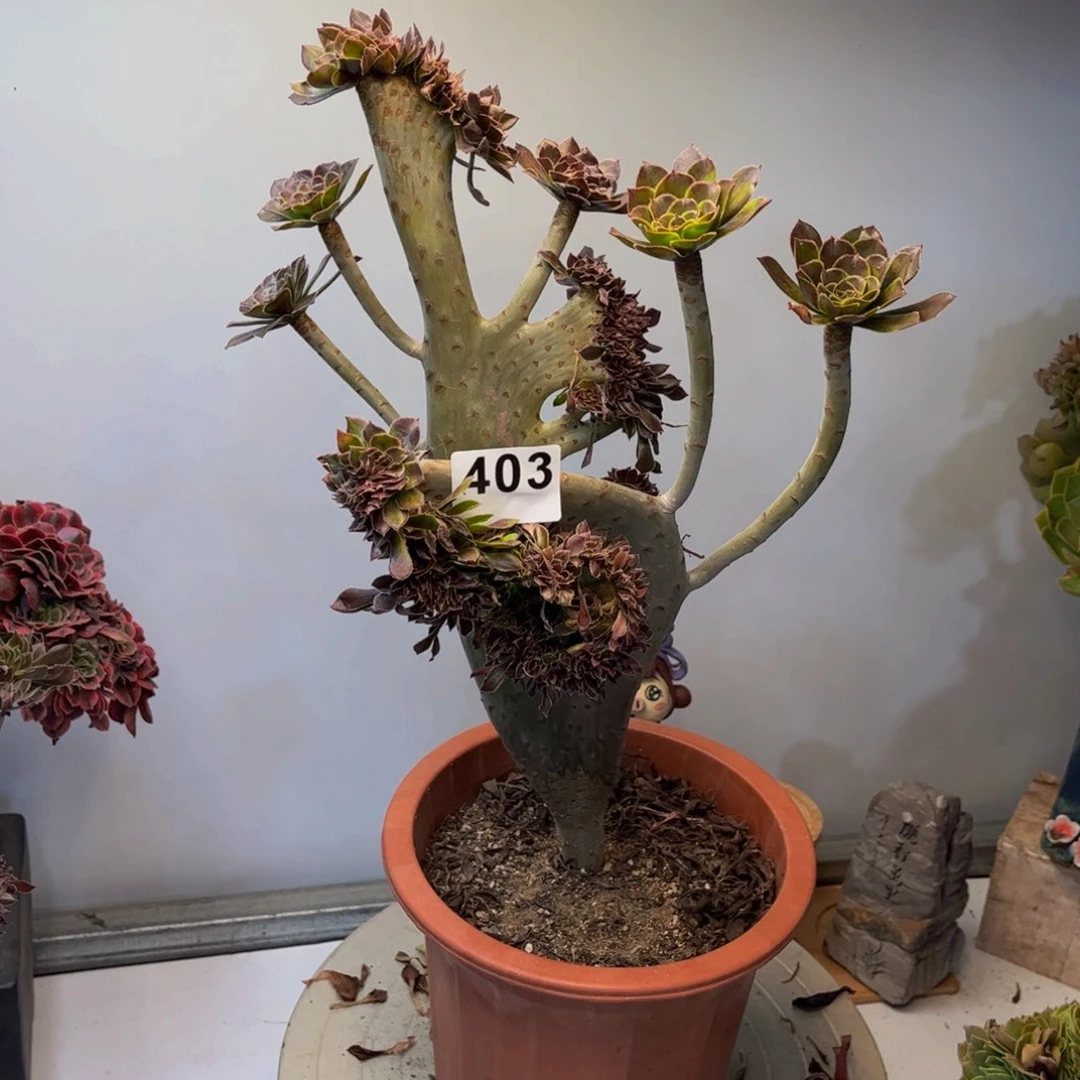 多肉植物灰法师缀403