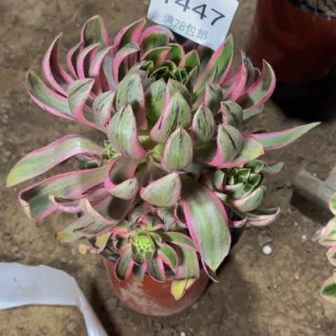 青莲多肉多的1447