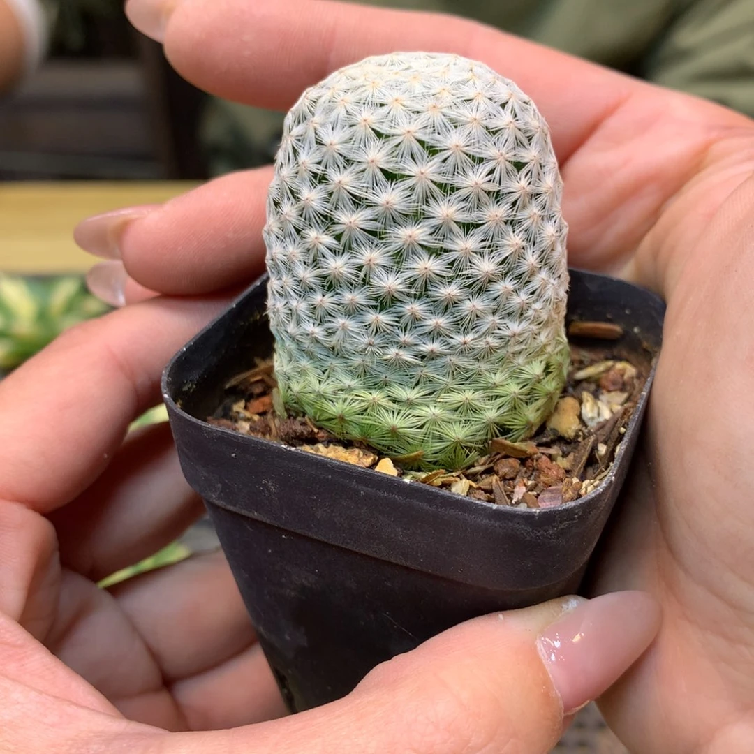 自根 大型白鸟3.5公分起发带盆土发货