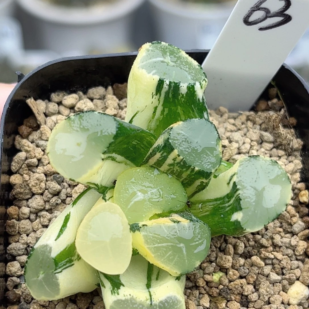 63玉龙万象锦福利专场