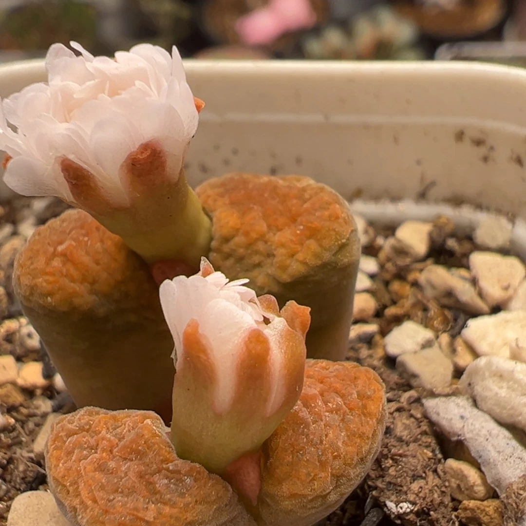 69多肉植物百科植物