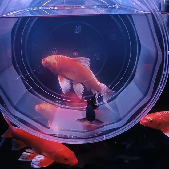 海水鱼红色普身蝴蝶鲤