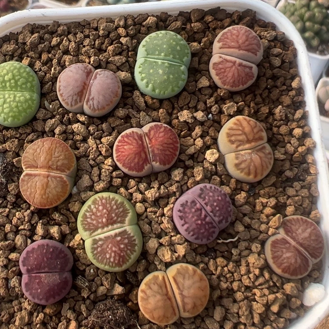 223多肉植物百科植物