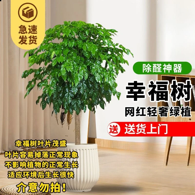 【四季常青】独杆棒棒糖幸福树客厅盆栽大绿植室内四季常绿花卉吸