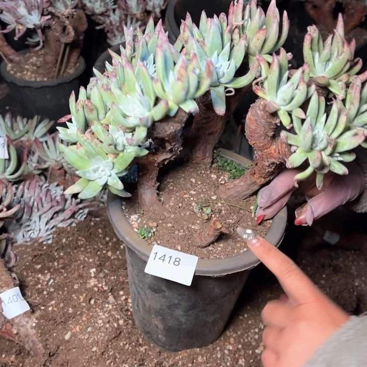 1418哈哈哈哈哈哈哈哈