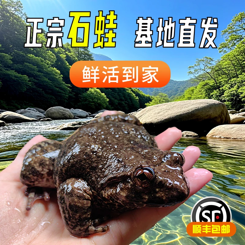 福建南平山泉生态石蛙棘胸蛙石洞老人小孩月子可食用