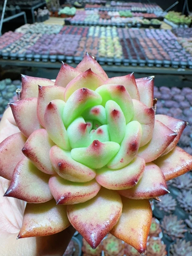 乐途珍妮肉肉 冠幅保6公分 精控精养多肉