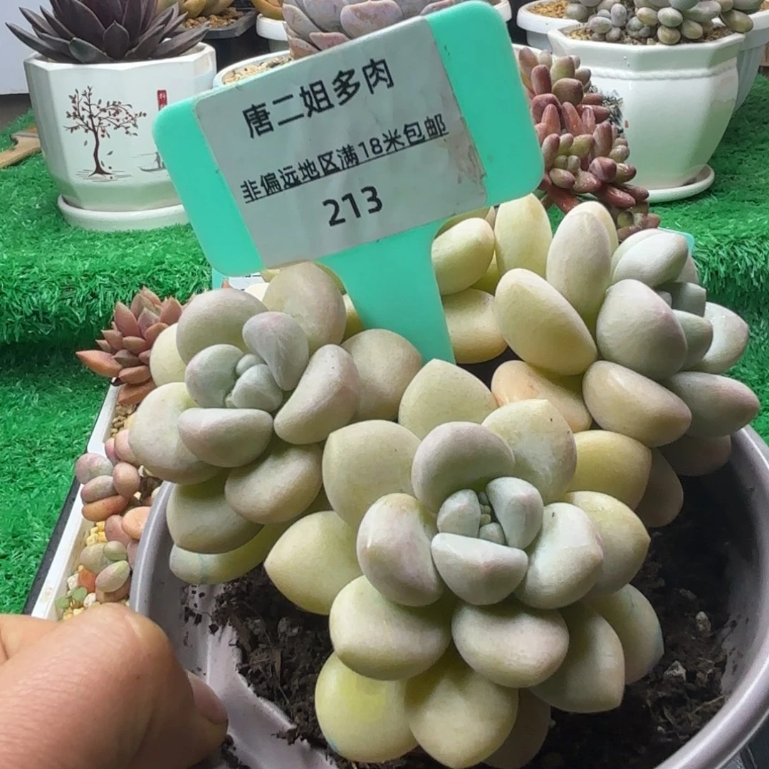 小**呀唐二姐多肉编号213