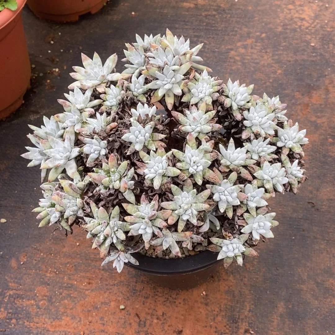 福利多肉植物啦啦啦