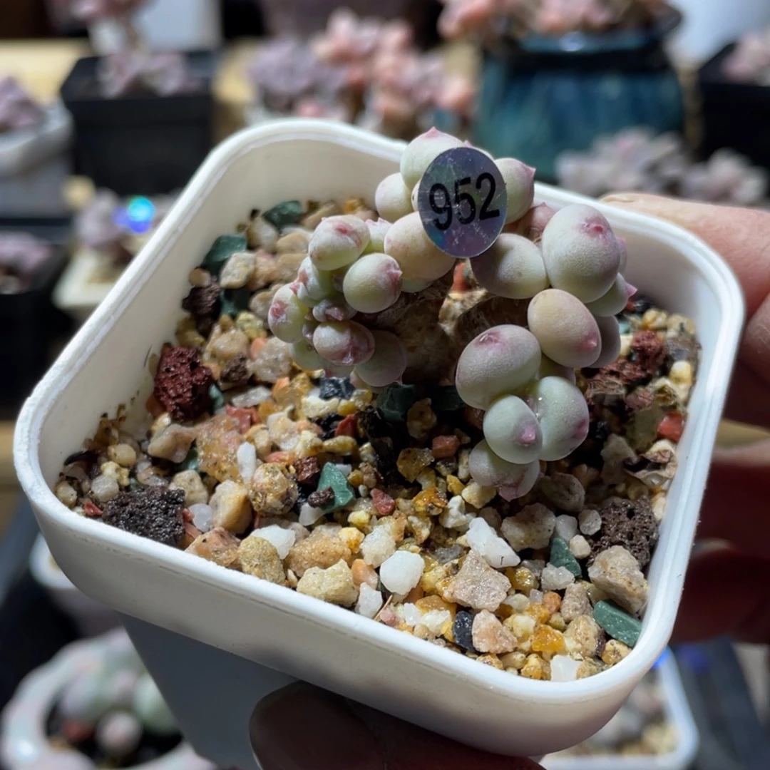 苹果奶酪缀化多肉植物