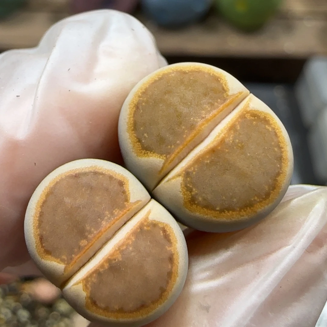 12.19。1620.5饼干2颗福利。5044