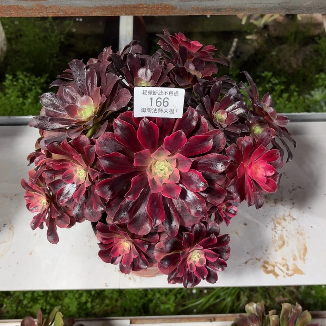 166美杜莎阴阳多肉植物