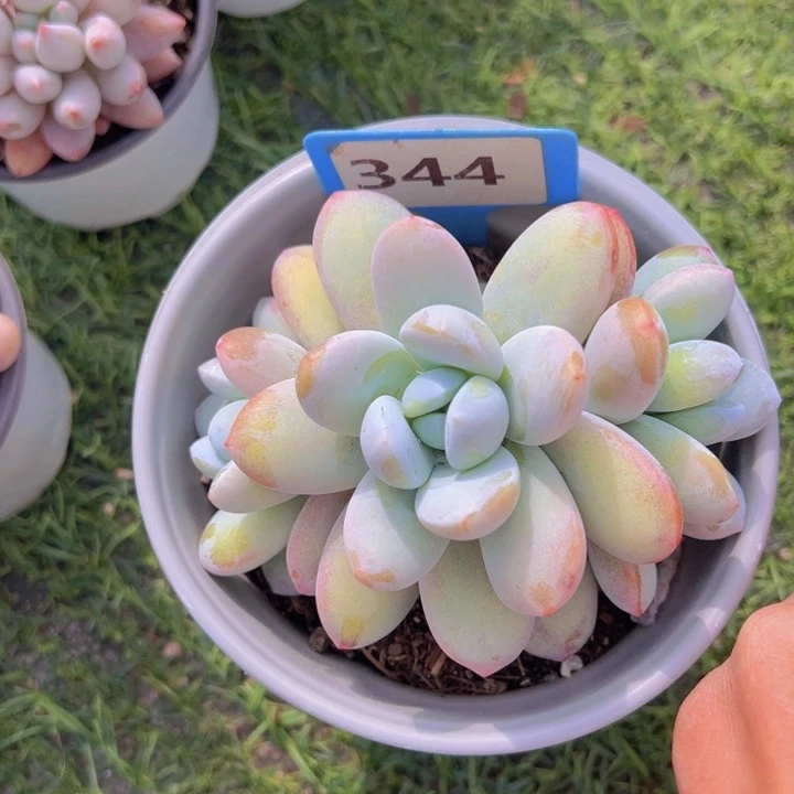 健健康康平平安安